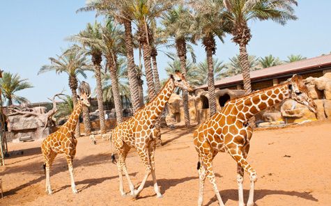 Emirates Árabes Unidos Abu Dhabi Parque zoológico de los emiratos Parque zoológico de los emiratos Abu Dhabi - Abu Dhabi - Emirates Árabes Unidos